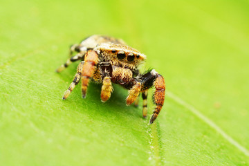 macro image of a big and beautiful hairy jumping spider.