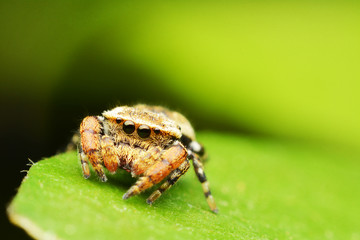 macro image of a big and beautiful hairy jumping spider.