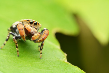 macro image of a big and beautiful hairy jumping spider.