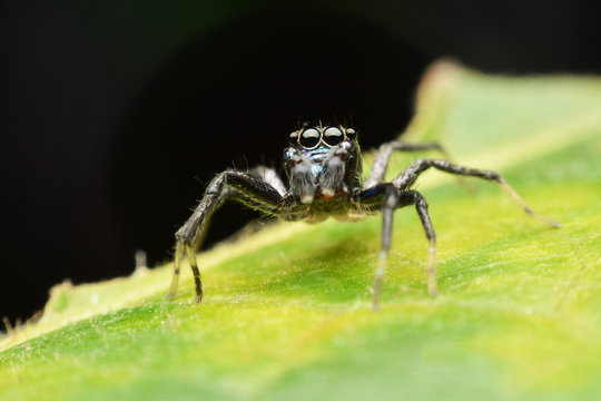 macro image of a big and beautiful hairy jumping spider.
