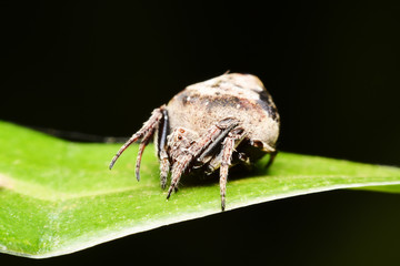 macro image of a big and beautiful hairy jumping spider.