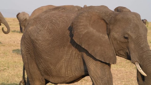 African elephant close-up in Kenya.