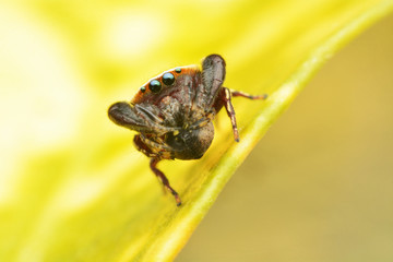 macro image of a big and beautiful hairy jumping spider.