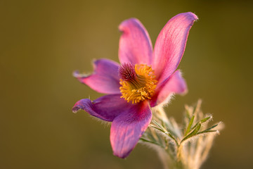 Macro, close-up photograph of beautiful violet pasque flower on light brown background. Amazing and fragile plant, true symbol of spring. In beautiful light from setting sun.