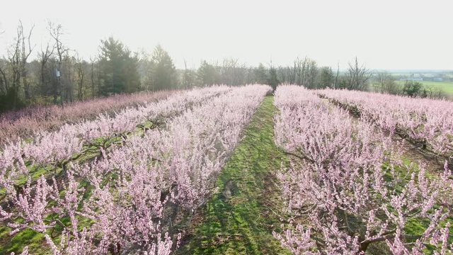 Aerial drone view of rows of blossoming pink trees during dramatic warm morning sunlight in early spring