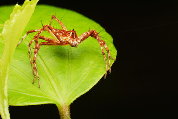 macro image of a big and beautiful hairy jumping spider.