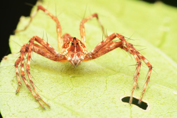 macro image of a big and beautiful hairy jumping spider.