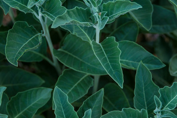 green leaves background