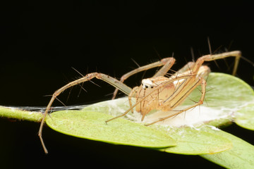 macro image of a big and beautiful hairy jumping spider.