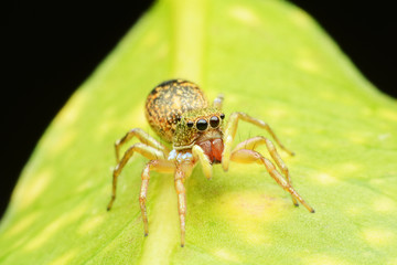macro image of a big and beautiful hairy jumping spider.