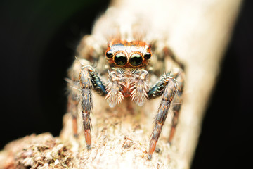 macro image of a big and beautiful hairy jumping spider.