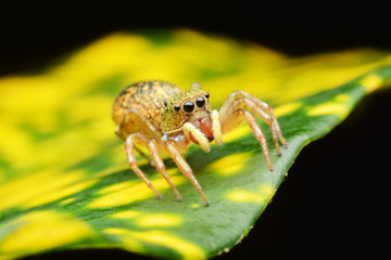 macro image of a big and beautiful hairy jumping spider.