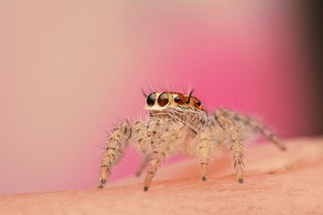 macro image of a big and beautiful hairy jumping spider - Hyllus sp