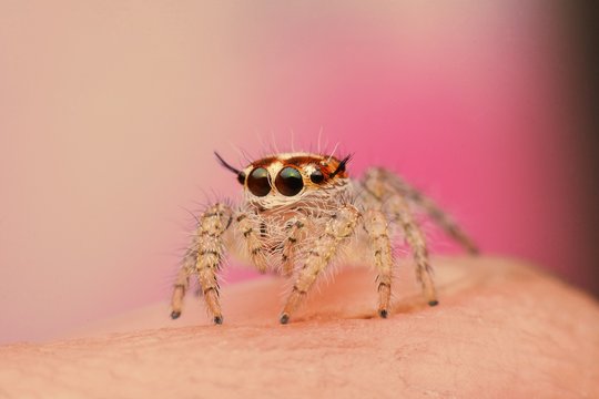 macro image of a big and beautiful hairy jumping spider - Hyllus sp