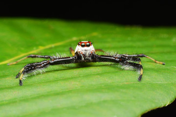 macro image of a big and beautiful hairy jumping spider.