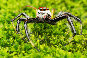 macro image of a big and beautiful hairy jumping spider.