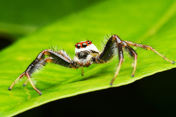 macro image of a big and beautiful hairy jumping spider 