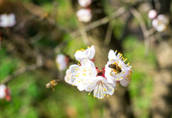 Bees at work on a apricot blossom during spring