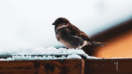 sparrow on a fence