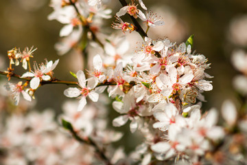 Frühling Natur Spring