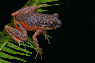 image of a Kinabalu Slender Litter Frog on fern in the rainforest of Borneo 