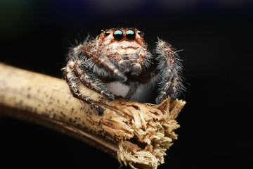 macro image of a big and beautiful hairy jumping spider - Hyllus sp