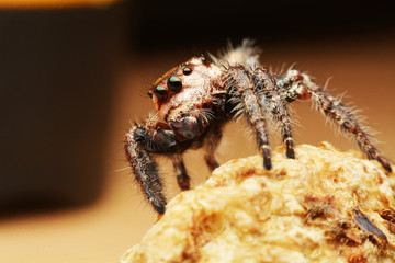 macro image of a big and beautiful hairy jumping spider - Hyllus sp