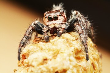 macro image of a big and beautiful hairy jumping spider - Hyllus sp