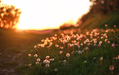 Glade of dandelions in summer sunset light of the sun, dreamy landscape, nature background © okostia