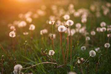 Glade of dandelions in summer sunset light of the sun, dreamy landscape, nature background