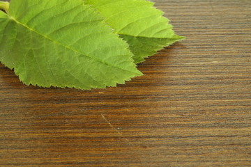 green leaves on wooden background