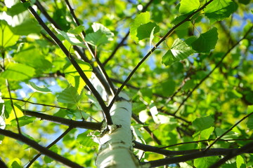 Birke, Birkenlaub im Frühling, Maibaum