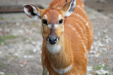sitatunga in a zoo in berlin (germany)