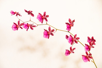 Pink Oncidium Orchid in Flower on White Backdrop