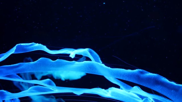Shiny vibrant fluorescent jellyfish glow underwater, dark neon dynamic pulsating ultraviolet blurred background. Fantasy hypnotic mystic pcychedelic dance. Vivid phosphorescent cosmic medusa dancing.
