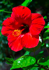 Red hibiscus flower on a green background