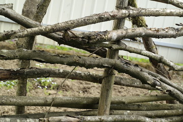 Naklejka premium old tree trunk