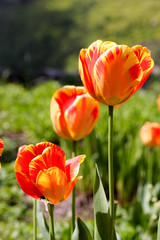 Obraz premium Tulpen