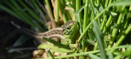 Sand lizard - lacertid lizard © Vell