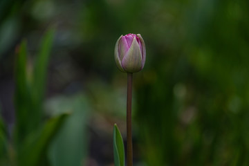 Delicate bud of a tulip on a soft green background. Pink flower of a tulip. A close up of a flower.