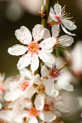 Fr&uuml;hling Natur Spring