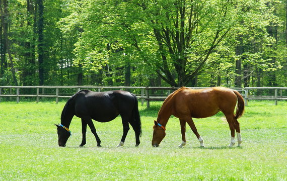horses in the meadow