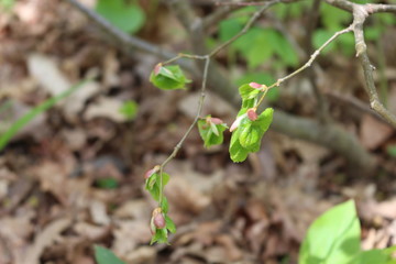 
Young juicy leaves blossomed from buds on a linden tree