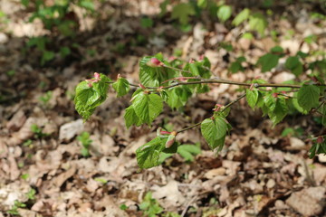 
Young juicy leaves blossomed from buds on a linden tree