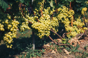 vineyard and grapes