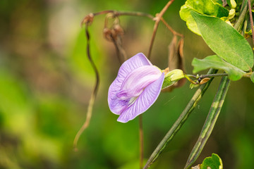 Blüte vom Zitronenstrauch