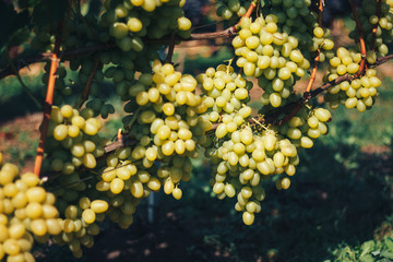 vineyard and grapes