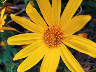 yellow daisy flower blooming, beautiful bright flowers in nagaland india