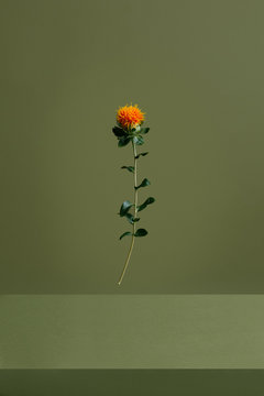 Flor flotando