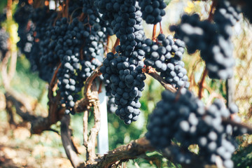 vineyard and grapes